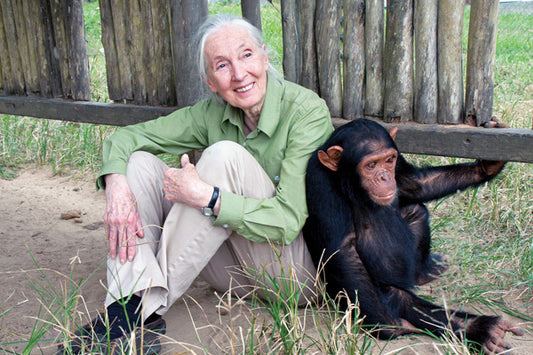 Let's talk about the Jane Goodall organization 🦍