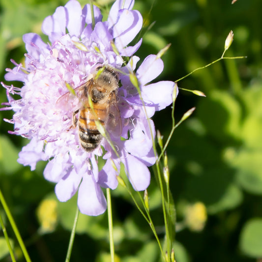 Bees and their olfactory senses