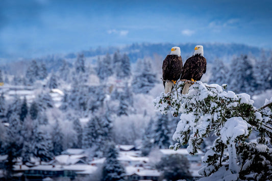 Did you know? — Sunday Jan. 10th was "Save the Eagles Day" 🦅