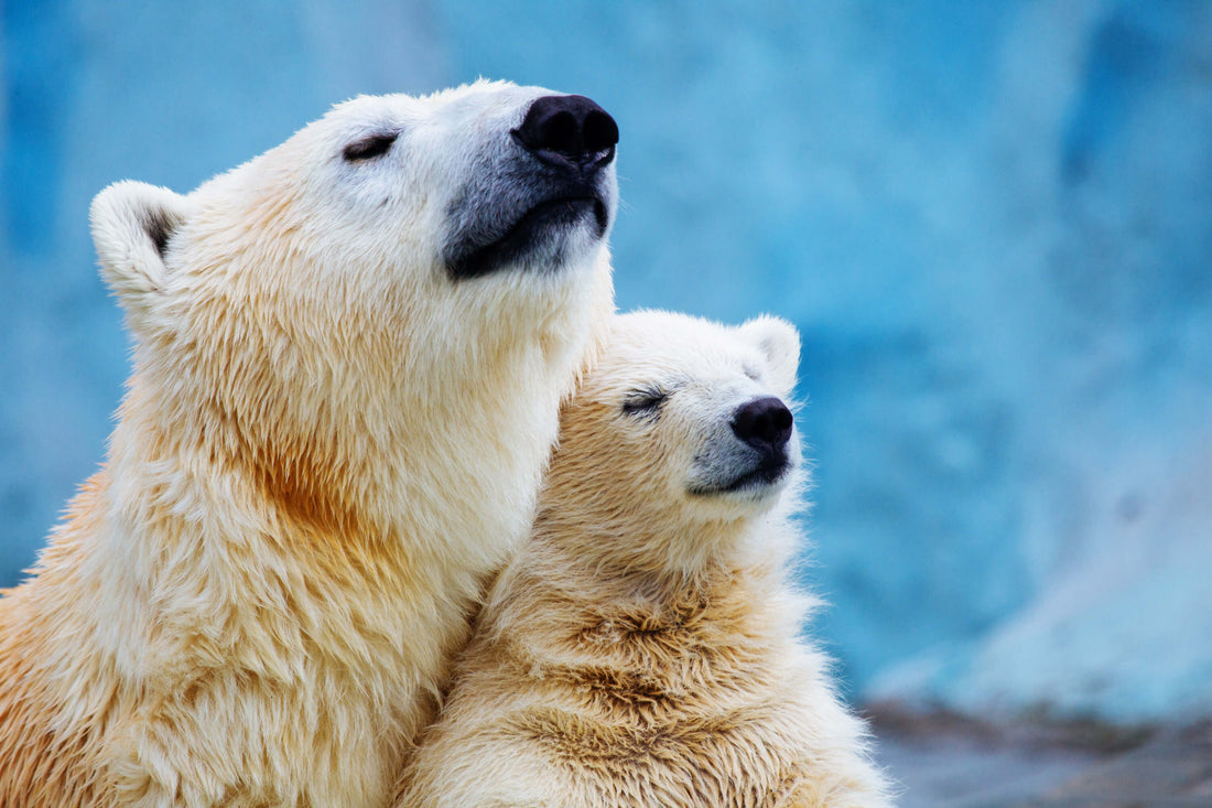 It's International Polar Bear Day! 🐻‍❄️