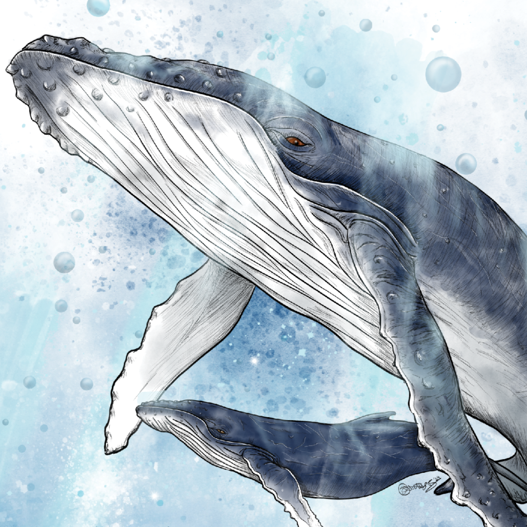 Humpback Whale Mother's Day Card | Hand-Illustrated Ocean Wildlife Art | Greeting Card