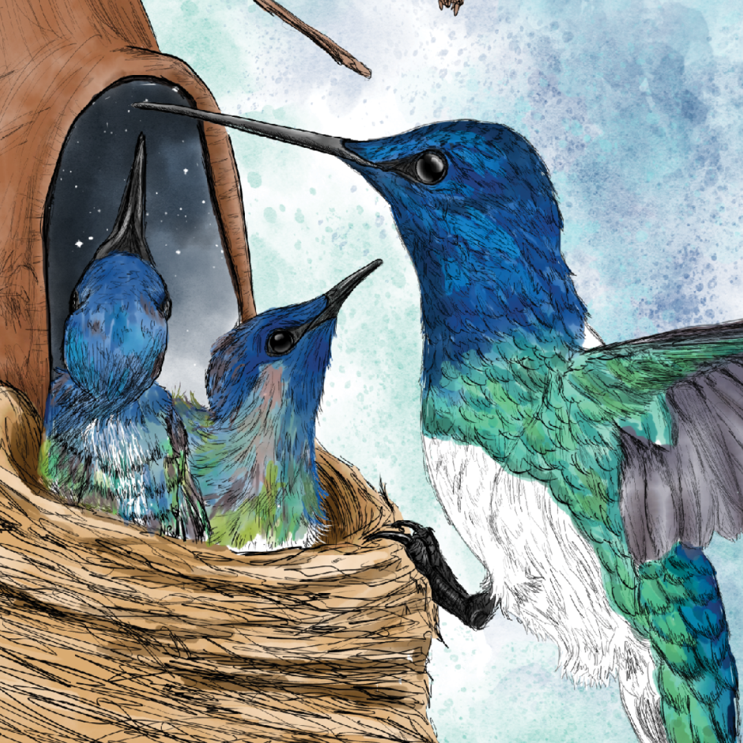 Hummingbird Mother's Day Card | Hand-Illustrated Wildlife Art | Greeting Card for Mom